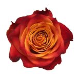 ATOMIC 70 ARIADNE FLOWERS