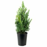 Пицея Glauca Conica 13/55