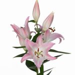 Лилия Or Willeke Albert