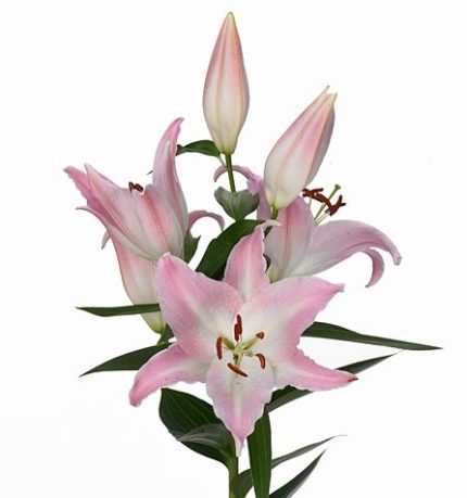 Лилия Or Willeke Albert