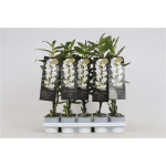 Дендробиум NOBILIS APOLLON 2stem WHITE 12/70