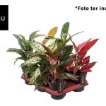 Аглаонема MIX 12/35