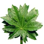 Аралия 60 см