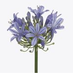 Агапантус Uri