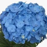 Гидрангея BLUE FARMDIRECT