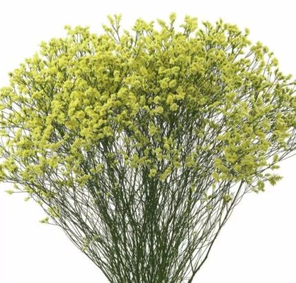 Лимониум China Lemon