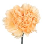 Гвоздика 1г. CRIMEA