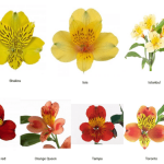 Альстромерия MIX GARDA 80 — изображение 6