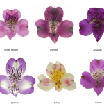 Альстромерия MIX GARDA 80