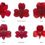 Альстромерия MIX GARDA 80 — изображение 5