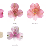 Альстромерия MIX GARDA 80 — изображение 4