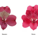 Альстромерия MIX GARDA 80 — изображение 3