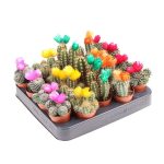 Кактус DRYFLOWERS MIX 6/10