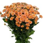 Хриз. Sant Miller Smokey