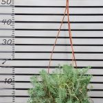 Очиток Sedym kewensis РФ 16/20